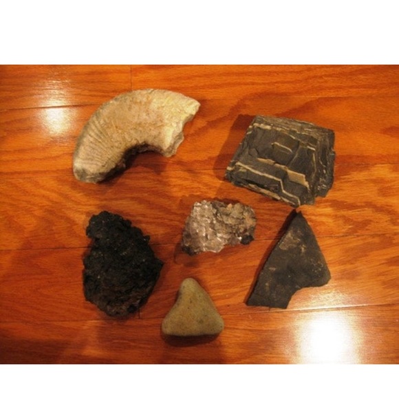 Instant Fossil/Rock Collection Lot 1 - Picture 3 of 4